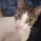 Azura the Cat