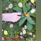 Baresoles.content