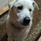 BearTheCuteDoggo