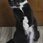 Top OnlyFans creator in Cat Tower - Bean and Tuxy/Cat Posting — Cat Tower profile photo