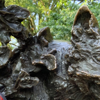 Top OnlyFans creator in Indiana - Your DILF Next Door — Indiana profile photo