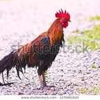 Top OnlyFans creator in THE Las Vegas, Nevada - Big Jim