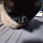 Top OnlyFans creator in Germany - Bee