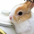 你是柏柏