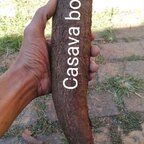 Casava.boy