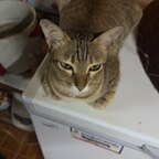 Only Cats