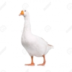 Top OnlyFans creator in Your mouth - Larry Wallberg