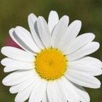 Daisy Mae
