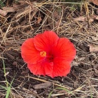 Top OnlyFans creator in UPTOWN.. Sommerville PHILLY,PA - DiosaRu