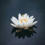 Flordeloto