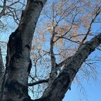 TheTree