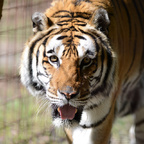 Top OnlyFans creator in USA - HiddenTiger-Red