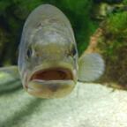 Top OnlyFans creator in Netherlands - Keisha's toes