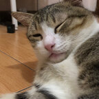 Milo and Cats