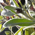 Top OnlyFans creator in England - Minilife — England profile photo