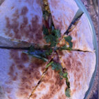 Top OnlyFans creator in My house - Frankie