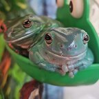 Top OnlyFans creator in Australia - Ribbitforherpleasure