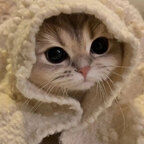 Cat lover