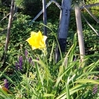 Top OnlyFans creator in Pacific Northwest - Gomez