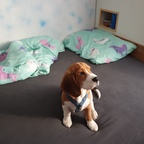 PumpkintheBeagle