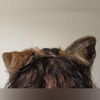PuppiLovePreview