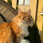 Simba Cat