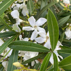 Top OnlyFans creator in Spain - Sweetfeet