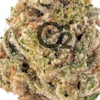 Top OnlyFans creator in Everywhere - Remixed — Everywhere profile photo