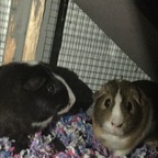 Guinea Pigs Cute