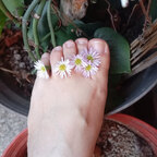 Valentina sweet feet