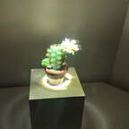 MD