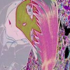 Depleted