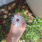 Sol