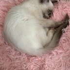 OnlyPaws