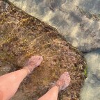 TeaseMyToes