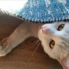 Onlycats