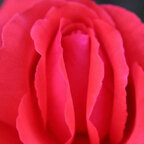 Top OnlyFans creator in FantasyLand - Lela Rose ? — FantasyLand profile photo