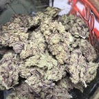 Top OnlyFans creator in Us - Local stoner ?