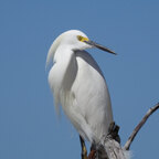 Top OnlyFans creator in Georgia - Topaz ?