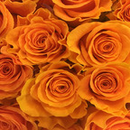 Top OnlyFans creator in Miami - Valentina