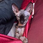 Top OnlyFans creator in Texas - Y'shtola